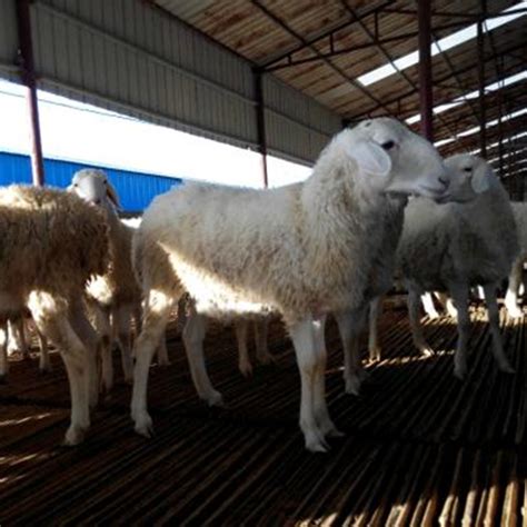 小尾寒羊种羊苗价格~小尾寒羊种母羊种公羊多少钱一斤-阿里巴巴