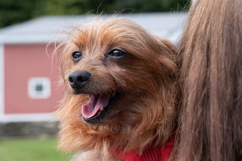 Windham County Humane Society