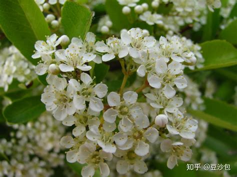 春天开花的树上的花白花高清图片下载-正版图片507492853-摄图网