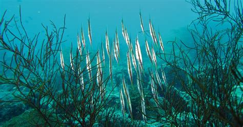 Image result for Razor Shellfishing