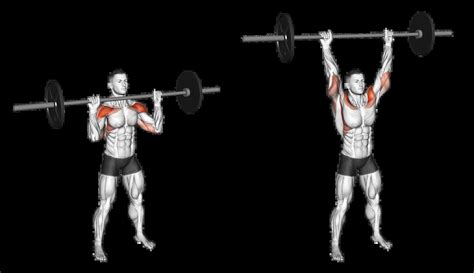 Barbell Overhead Press: Guide, Muscles Worked, Tips | Athlemove