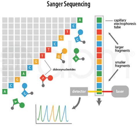 Image result for Sequencing Method
