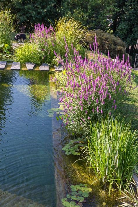 River Pool 的图像结果