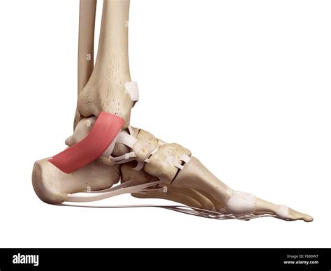 Flexor Retinaculum Foot