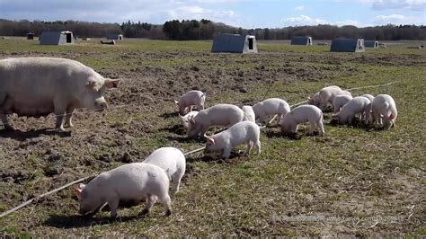 上市猪企出栏再提升！养猪业规模化成趋势，家庭农场还有看头？