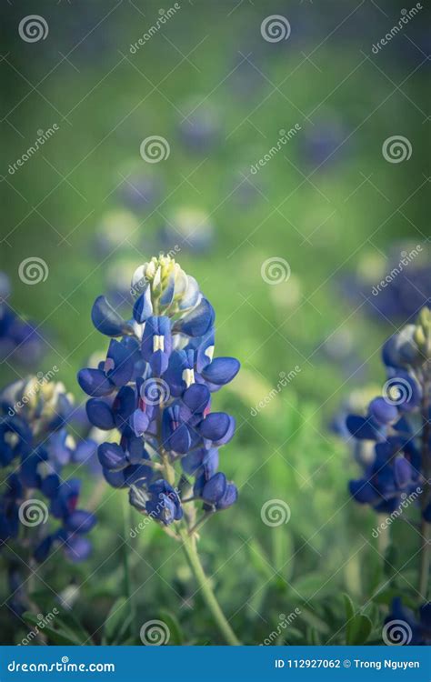 Close-up of Bluebonnet the State Flower of Texas, USA Stock Photo ...