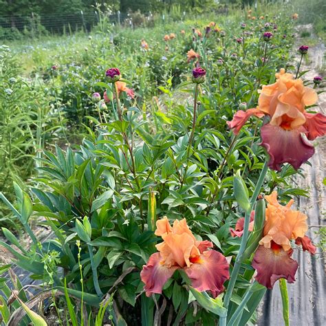 Reaping the Benefits of Interplanting – 3 Porch Farm
