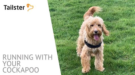 Image result for Cockapoo Running