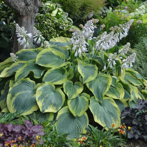Hostas: How to Plant, Grow and Care for Hostas | HGTV