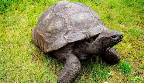Tortoise Jonathan celebrate 191 years Birthday : 2023-12-27 | Aajkaal ...