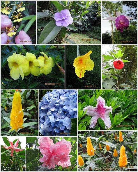 File:Byblis filifolia flora.jpg - Wikipedia