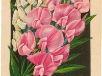 35 Flower seeds packets ideas | flower seeds packets, seeds, vintage ...