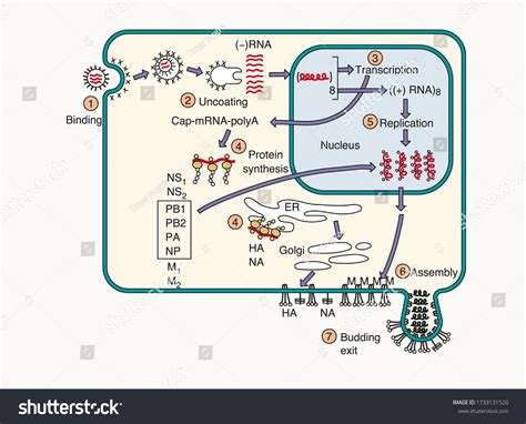 Image result for RNA Replication
