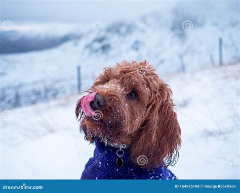 Image result for Cockapoo Tongue