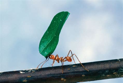 Instinct | Definition & Facts | Britannica
