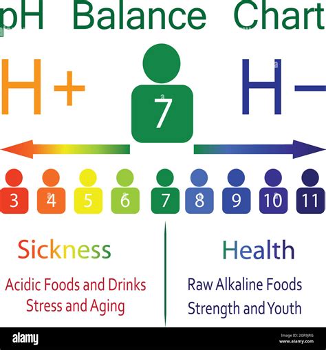 The PH balance scale chart in a human body Stock Vector Image & Art - Alamy