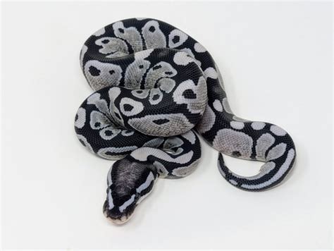 Image result for Desert Ghost Axanthic Ball Python