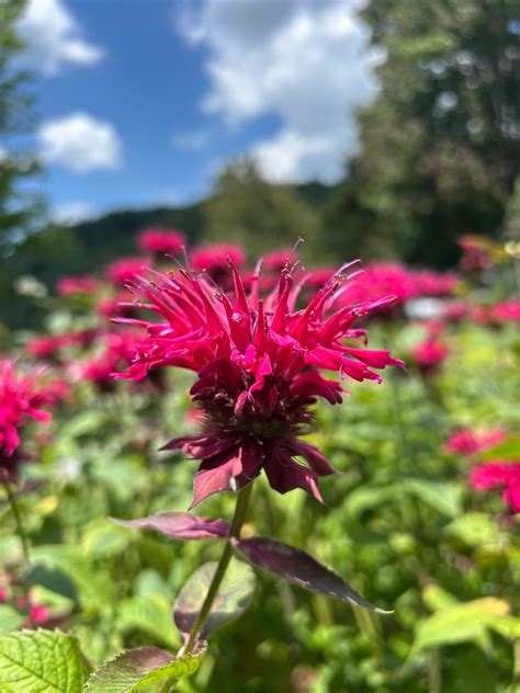 Image result for Homestead Forge Mod Guide