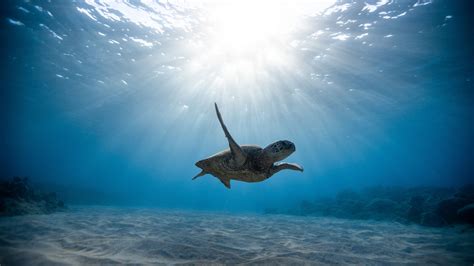 Download wallpaper 2560x1440 skull, sea turtle, underwater world, swim ...
