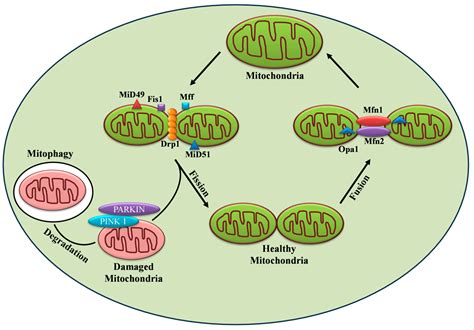 Mitochondrial Dynamics and Insulin Secretion