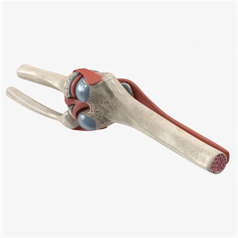 Knee Joint Model Rigged for Cinema 4D 3D | 3D Molier International