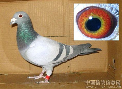 怎么看鸽子是信鸽还是菜鸟．可以发几张图片来看啊-天下鸽问-ask.chinaxinge.com