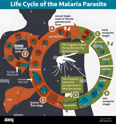 An illustration of the life cycle of the malaria parasite. Life Cycle of the Malaria Parasite ...