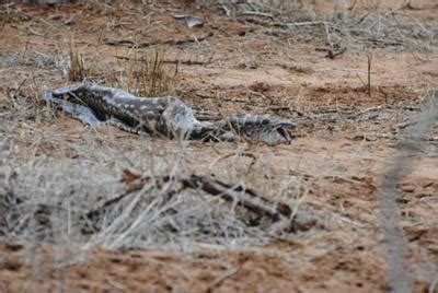 Python Swallow an Impala Whole 的图像结果