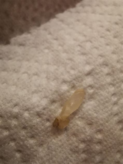 Is that a FCKING termite larvae?!?! : r/Termites