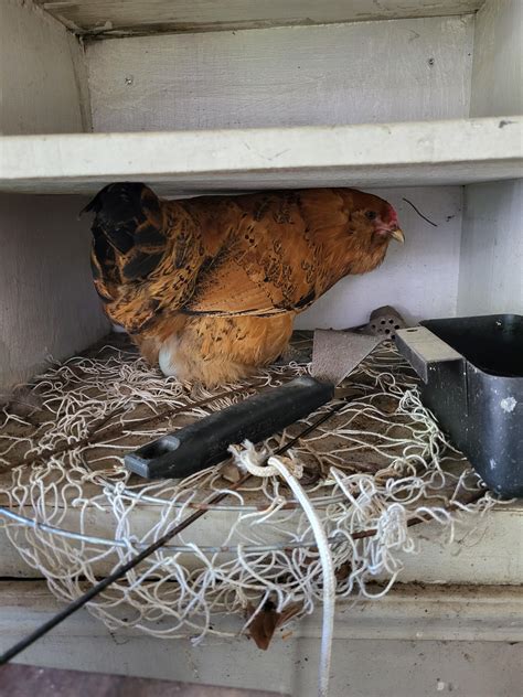 Dammit Orange! : r/BackYardChickens