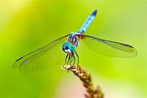 蜻蜓图片-竖起翅膀的蓝色蜻蜓素材-高清图片-摄影照片-寻图免费打包下载