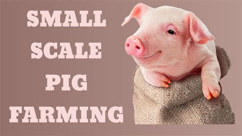 Small-Scale Hog Farming 的图像结果