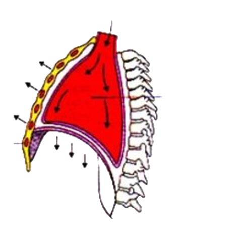 The diagram given below represents