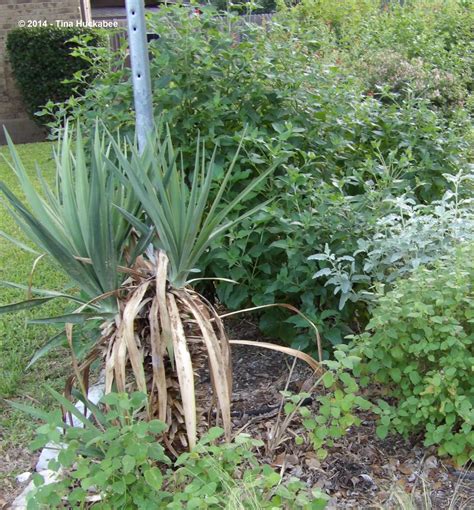 Soft-leaf Yucca | My Gardener Says…