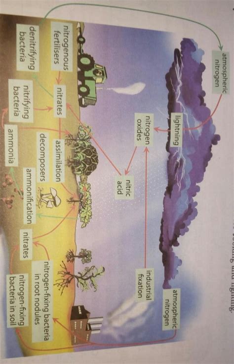 4. Draw a mind map to show the steps involved in crop production and ...
