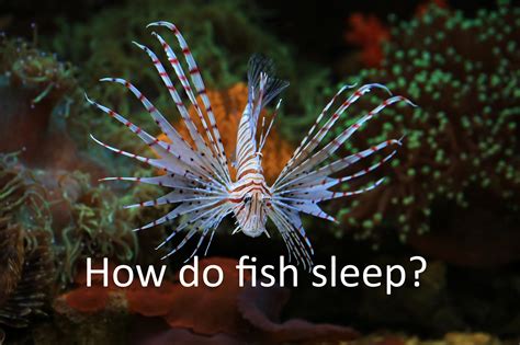 Do fish sleep? – Parenting Dad