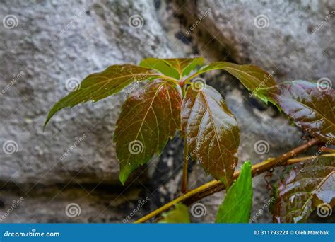 View of Beautiful Red Discolored Leaves of a Parthenocissus Tricuspidata Plant on a Gray Stone ...