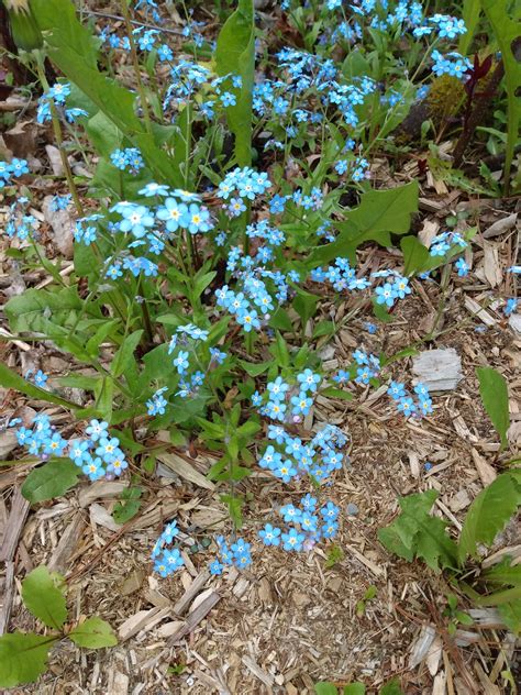 Remembrance in A Tiny Blue Flower | by Lynne Collier | Weeds ...