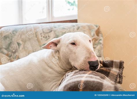 English Bull terrier stock photo. Image of beautiful - 105542690