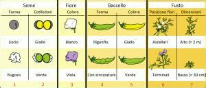 Mendel e la genetica - superagatoide