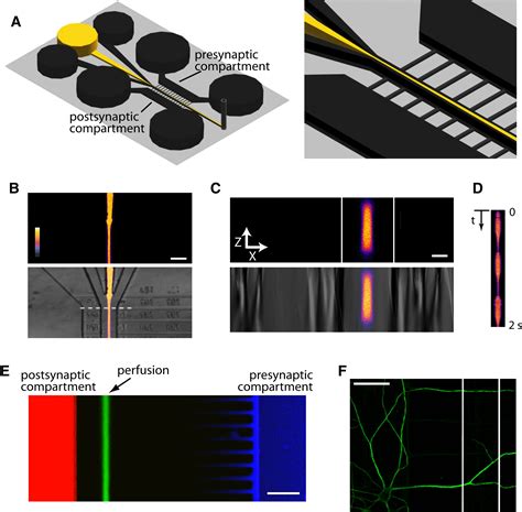 Microfluidic Local Perfusion Chambers for the Visualization and Manipulation of Synapses: Neuron
