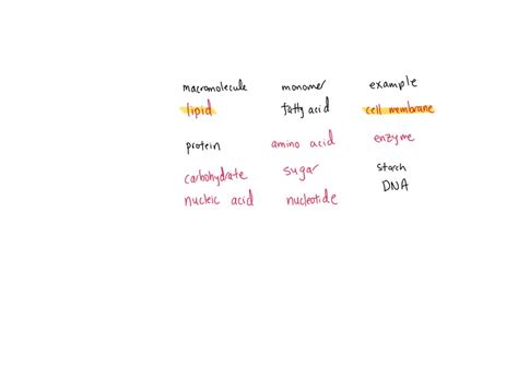 Image result for Macromolecules Building Blocks