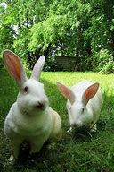 Image result for Bunnies Images