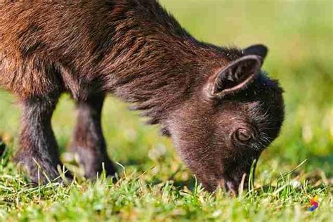 Define Graze, Graze Meaning, Graze Examples, Graze Synonyms, Graze ...