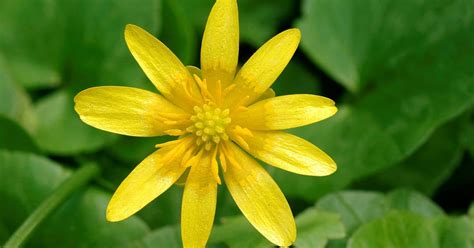 Lesser Celandine, an invasive menace, is spreading in Michigan ...