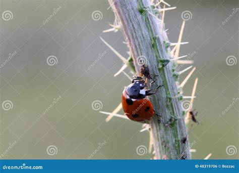Ladybug and aphids stock photo. Image of macro, plant - 48319706