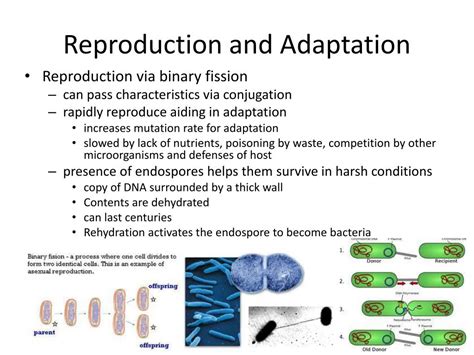 Image result for Course Prokaryotes