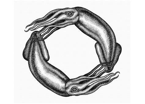 Scratchboard Animals Illustrated by Steven Noble on Behance