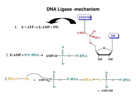 Image result for DNA Polymerization