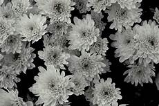 fiori in bianco e nero fiore in bianco e nero foto immagini piante fiori e fiori in bianco e nero fiore in bianco e nero foto immagini piante fiori e